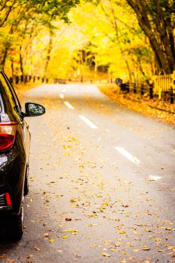 Sonbahar ormandaki yolda araba