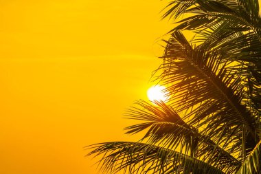 Gündoğumu veya sunse ile hindistan cevizi yaprağı ile güzel açık doğa