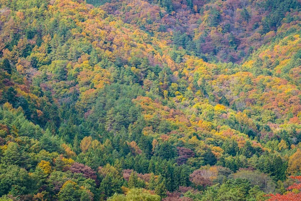 Akçaağaç ve diğer ağaç Sonbahar sezonu etrafında güzel dağ — Stok fotoğraf