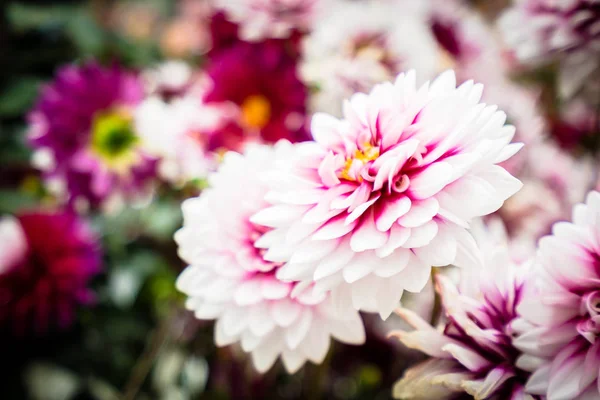 화원에 있는 화려 한 꽃 — 스톡 사진