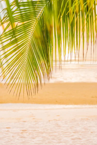 Bella spiaggia mare oceano con palma all'alba per l'alcol — Foto Stock