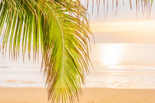 Hermosa playa de mar con palmera al amanecer para el alcohol —  Fotos de Stock