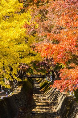Güzel akçaağaç yaprağı ağaç Sonbahar sezonu