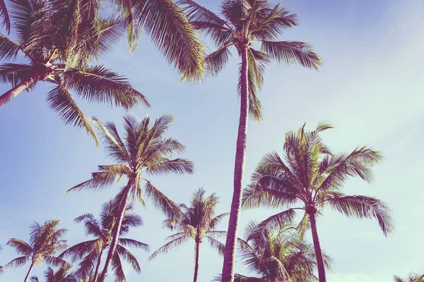 Уличная природа с листьями кокосовых пальм — стоковое фото