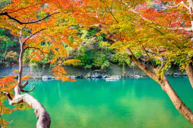 Akçaağaç ağaç yaprak ve etrafında tekne ile güzel Arashiyama Nehri 