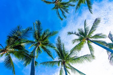 Mavi gökyüzü güzel Hindistan cevizi hurma ağacı