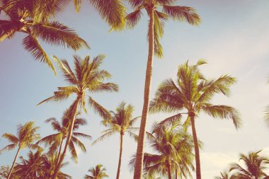 Hindistan cevizi palmiye ağacı yaprağı ile güzel açık tropikal doğa