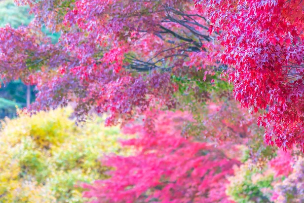 Schöner Ahornblattbaum in der Herbstsaison — Stockfoto