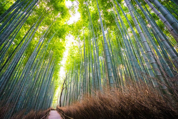 Beautiful landscape of bamboo grove in the forest at Arashiyama 