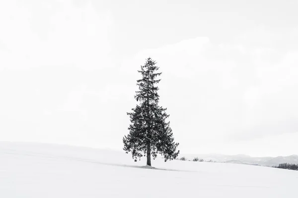 Vackra utomhus natur landskap med enbart christmass träd i — Stockfoto