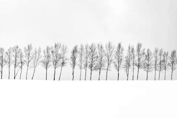 Bela paisagem natural ao ar livre com grupo de árvore ramo em — Fotografia de Stock