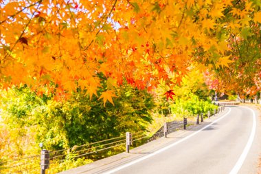 Ağacın güzel kırmızı ve yeşil akçaağaç yaprağı