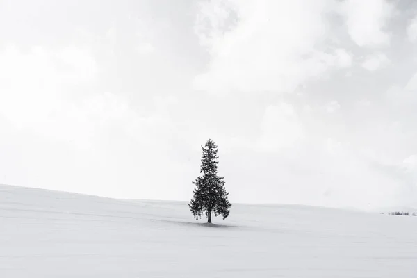 Vackra utomhus natur landskap med enbart christmass träd i — Stockfoto