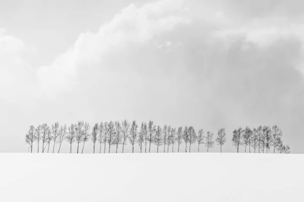 Bela paisagem natural ao ar livre com grupo de árvore ramo em — Fotografia de Stock