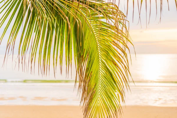 Bella spiaggia mare oceano con palma all'alba per l'alcol — Foto Stock