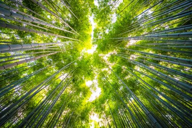 Bambu Grove Arashiyama, ormandaki güzel manzara 