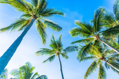 Hindistan cevizi palmiye ağacı yaprağı ile güzel açık tropikal doğa