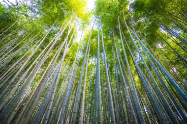 Arashiyama güzel bambu grove ağacında