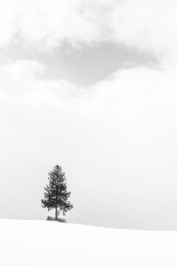 Yalnız ağaç içinde kar kış sezonu ile güzel manzara