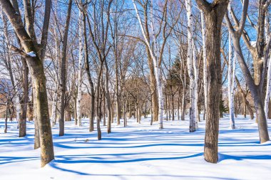 Kar kış sezonu ağacında ile güzel manzara