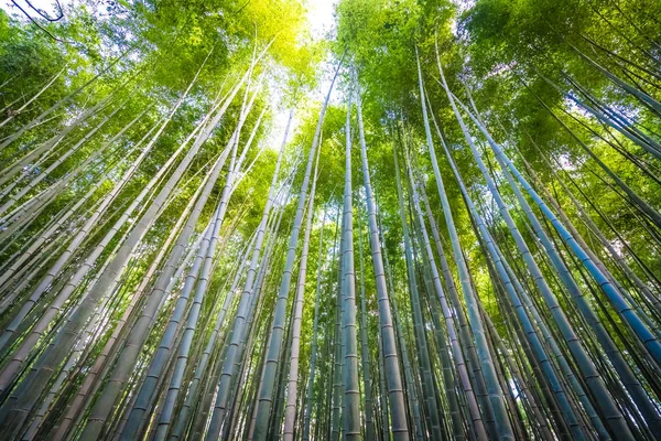 Drzewo Gaj piękne bambus w arashiyama — Zdjęcie stockowe