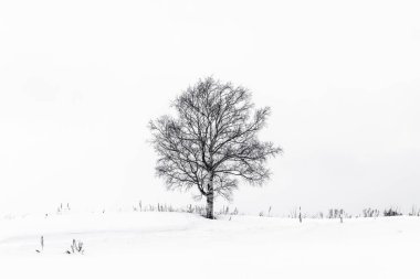 Yalnız ağaç içinde kar kış sezonu ile güzel manzara
