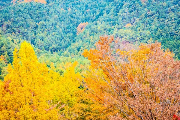 Piękny krajobraz dużo drzewa z kolorowych liści wokół — Zdjęcie stockowe
