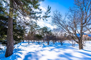 Kar kış sezonu ağacında ile güzel manzara