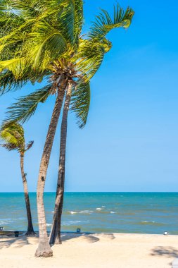 Güzel Coconut palm beach deniz ve okyanus blu üzerinde ağaç yaprak