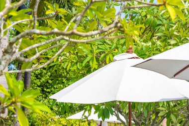 Üzerinde hindistan cevizi palmiye ağacı ile şemsiye seçici odak noktası 