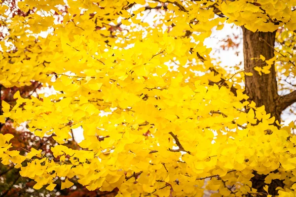 Bela árvore de folha de ginko — Fotografia de Stock