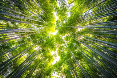 Bambu Grove Arashiyama, ormandaki güzel manzara 