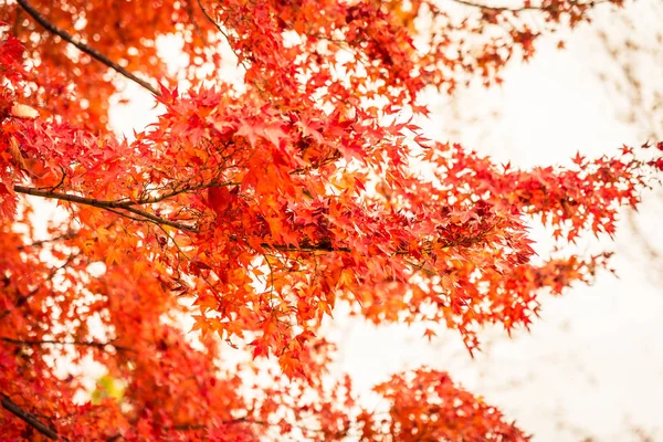 Красиве кленове листя дерева в осінній сезон — стокове фото