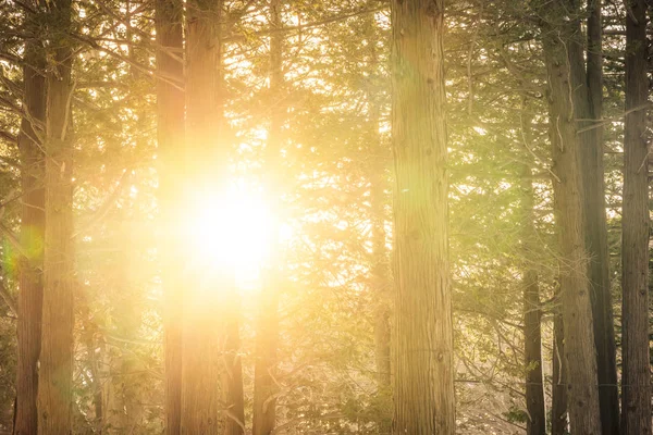 Bela paisagem de árvore e floresta com luz solar — Fotografia de Stock