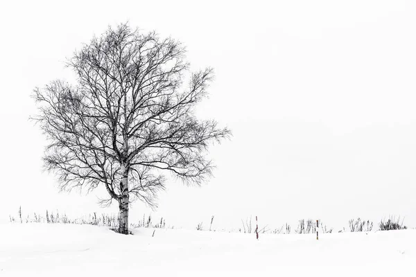 冬雪の中での孤独な木と美しい風景 — ストック写真