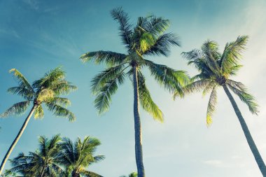 Hindistan cevizi palmiye ağacı yaprağı ile güzel açık tropikal doğa