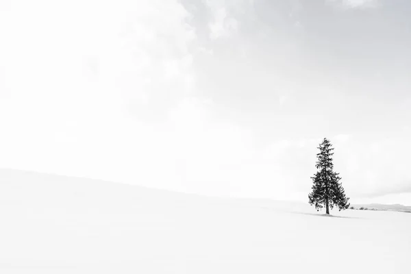 Hermoso paisaje de naturaleza al aire libre con solo árbol de Navidad en — Foto de Stock