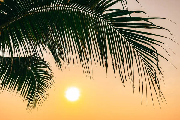 Hermosa naturaleza al aire libre con hoja de coco con amanecer o sol — Foto de Stock