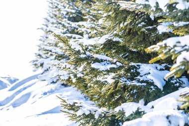 Noel Ağacı ile Güzel Doğa Manzarası