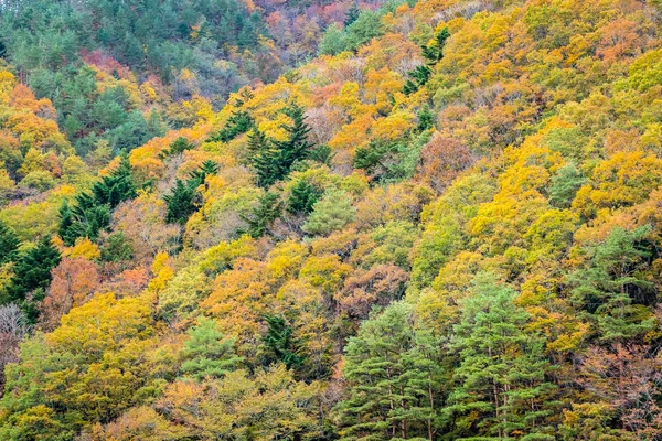 Krásná krajina mnoho stromů s barevnými listy kolem — Stock fotografie