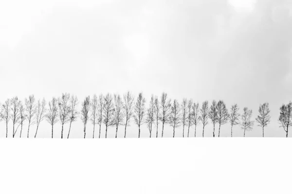 Beau paysage de nature en plein air avec groupe de branche d'arbre dans — Photo