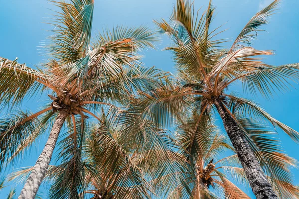 Captura de ángulo bajo de hermosa palmera de coco en el cielo azul — Foto de Stock