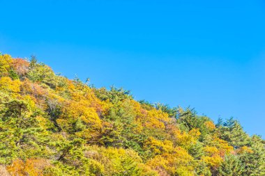 Akçaağaç yaprağı ağaç Sonbahar sezonu ile güzel manzara