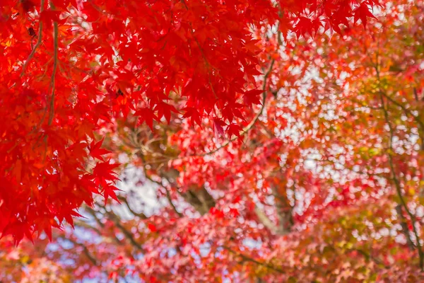 Beautiful red and green maple leaf on tree — Stock Photo, Image