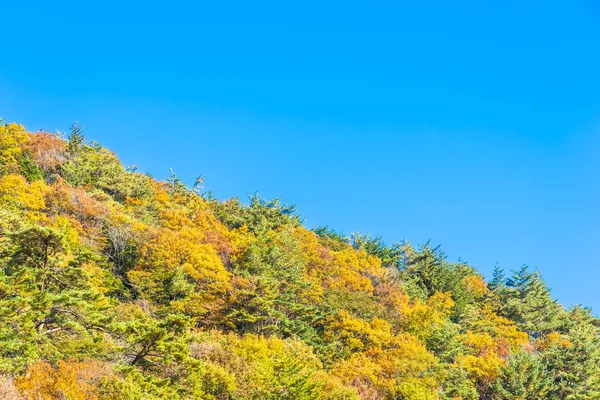 Красивый пейзаж с кленовым листом в осенний сезон — стоковое фото