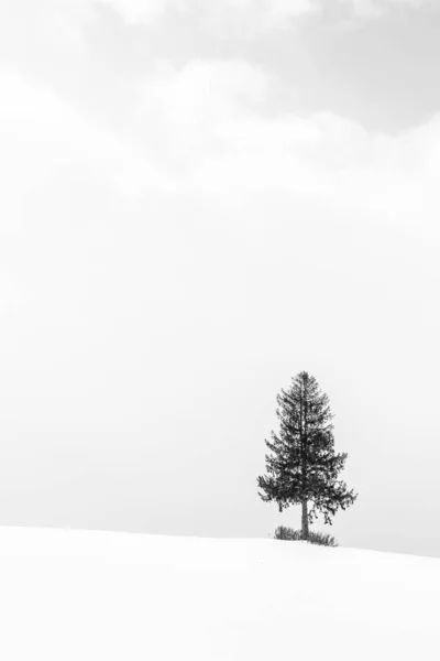 Krásná krajina s osamělý strom v sněhu zimní sezóny — Stock fotografie