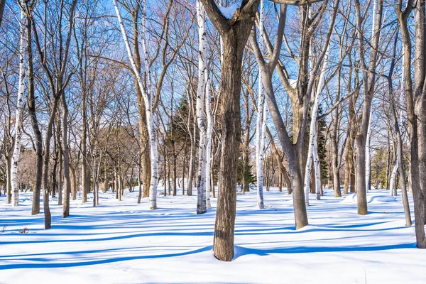 Beautiful landscape with tree in snow winter season — Stock Photo, Image