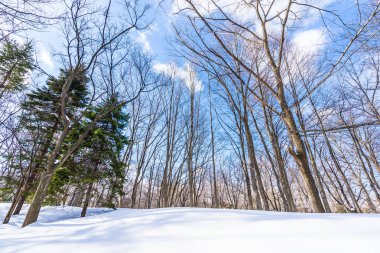 Kar kış sezonu ağacında ile güzel manzara