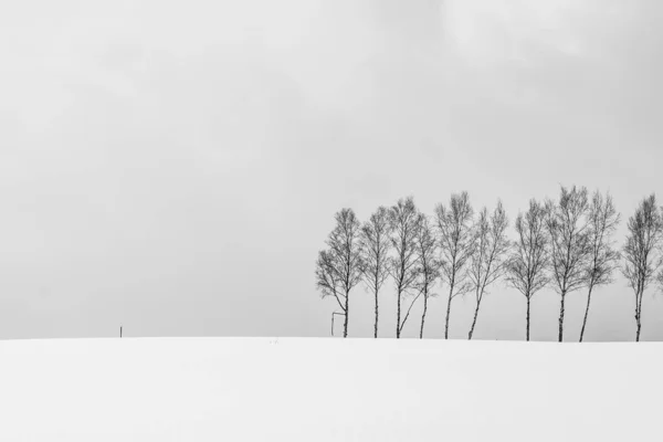 Bela paisagem natural ao ar livre com grupo de árvore ramo em — Fotografia de Stock