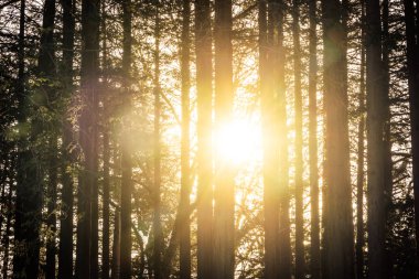 Ağaç ve orman güneş ışığı ile güzel manzara